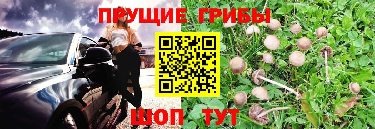 Галлюциногенные грибы мицелий  Галлюциногенные грибы Magic Shrooms  Вход с VPN  Зеленогорск 